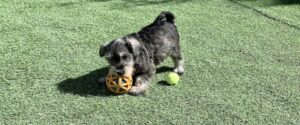 cachorro-jugando-pelota