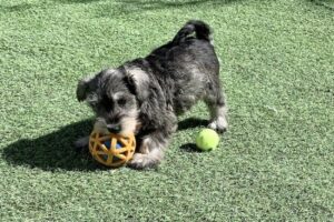cachorro-jugando-pelota